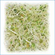 Super 8 Sprouting Seed Mix Organic image