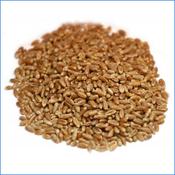 Wheatgrass Seeds Organic BETTER YIELD 10kg image