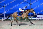Photography 021Beauparc-41 from 13-3-26 DUNDALK