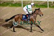 Photography 113Queen-Leila-SWK from 13-3-26 DUNDALK