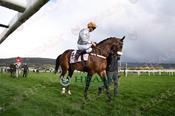 Photography 551Gold-Tweet-CL from 13-3-26 CHELTENHAM