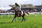 Photography 552Gold-Tweet-02 from 13-3-26 CHELTENHAM