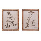 Botanical Achillea and Aster Prints