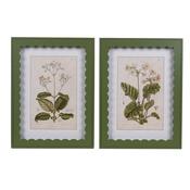 Botanical Primrose Prints