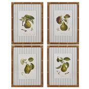 Botanical Pear Prints (set of 4) image