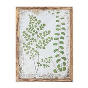 Fern Woods