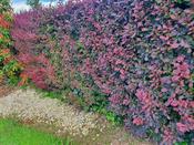 Berberis Hedges