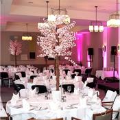 Large Pink Cherry Blossom Tree