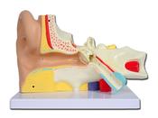 Value Ear Model – 3 Parts 3x Magnification