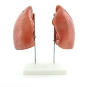 Lung Anatomy Model