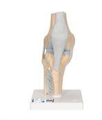 Demo Model  Knee with Ligaments  (1)