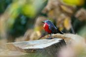 Recycled Metal Robin