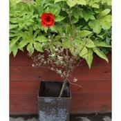 Poppy Flower Recycled Metal