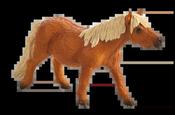 Shetland Pony