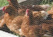 PVC Coated Wire Netting 10 x 0.5m