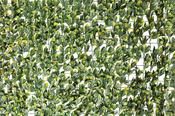 Wonder Wal Laurel Leaf Net 1M X 2M