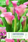 Zantedeschia Captain Melrose x 1 Size 14/16 image