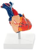Life Size Heart Model 2 Parts (XC307A)