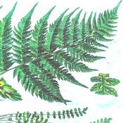 Ferns