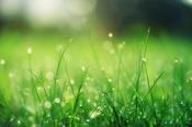 IAS Lawn Test