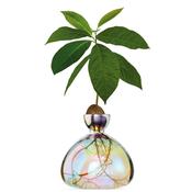 Avocado Vase - Cosmic Astra