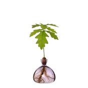 Avocado Vase - Spring Lilac