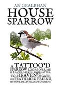 The House Sparrow image