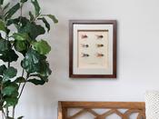 Box Frame with 6 Salmon Flies