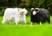 Seán the Sheep