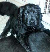 Long coat hotsell black lab image