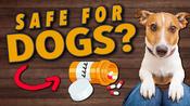 Human vitamins hotsell for dogs image