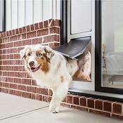 Window dog hotsell door