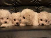Toy bichon frise hotsell for sale image