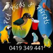 Pet shop parrots hotsell for sale image