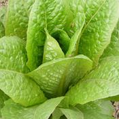 Lettuce, Brown Goldring