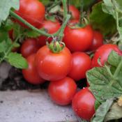 Tomato, Mrs Ruck's