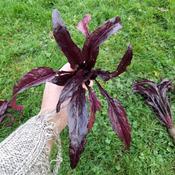Chard, Dagger Leaf