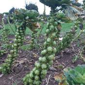Brussels Sprouts, Irish Glacier