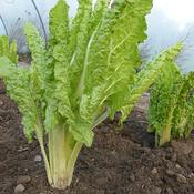 Chard, Lucullus