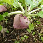 Swede, Major Doon 