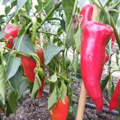 Pepper, Mila's Bulgarian Sweet Red image