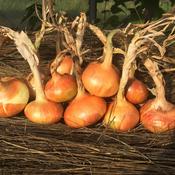 Onion, Buan image