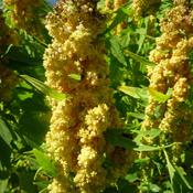 Quinoa, Temuco