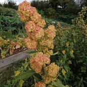 Quinoa, Red Faro 