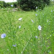 Flax/Linseed, Suffolk