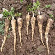 Parsnip, Viceroy