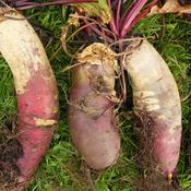 Beetroot, Cylindra/Formanova 