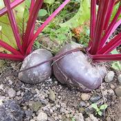 Beetroot, Feuer Kugel