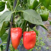 Pepper, Lipstick