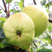 Appletown Wonder